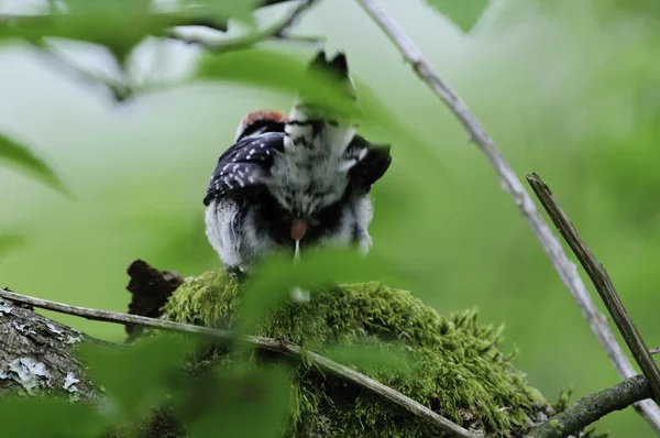 Downy woodpeckers movimento tigela — Fotografia de Stock