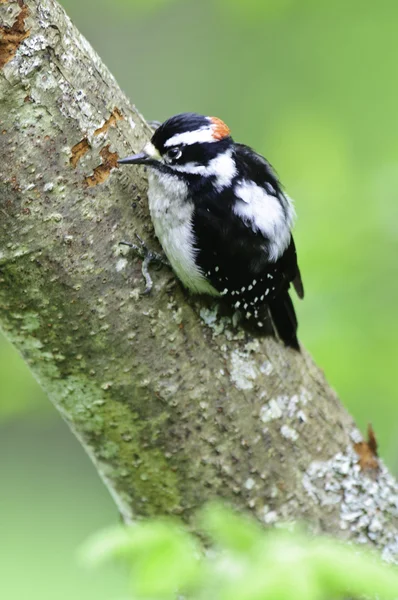 Young male downywoodpecker — Stock Photo, Image