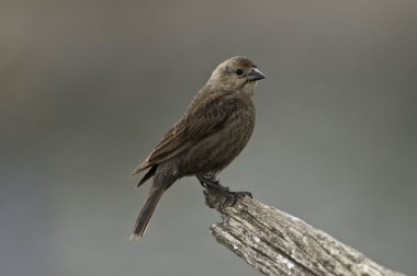 Brown -Headed Cowbird (female) clipart