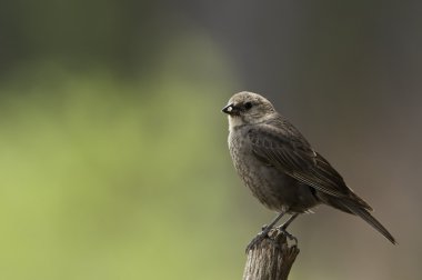 Kahverengi - Cowbird (kadın başlı)