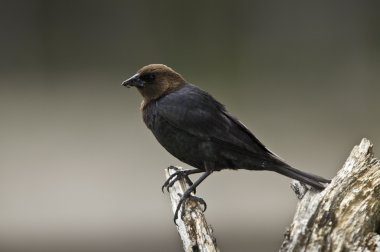 kahverengi - cowbird başkanlığında