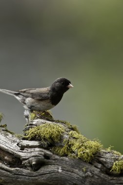 Dark Eyed Junco clipart