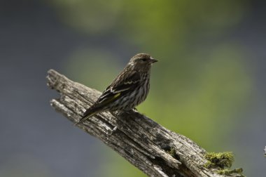 Pine Siskin clipart