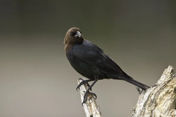 Kahverengi - cowbird başkanlığında — Stok fotoğraf