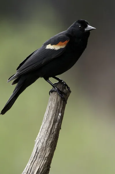 Red Wing Blackbird — Stock Photo, Image