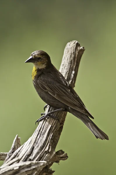 Gult huvud Blackbird (kvinna) — Stockfoto