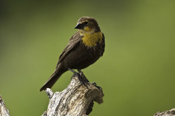 Yellow Head Blackbird (female) — Stock Photo, Image