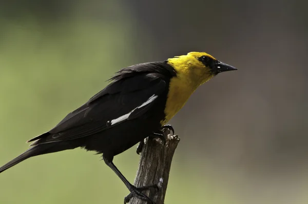 Yellow Head Blackbird (Male) — Stock Photo, Image