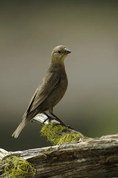 Jonge gele hoofd blackbird — Stockfoto