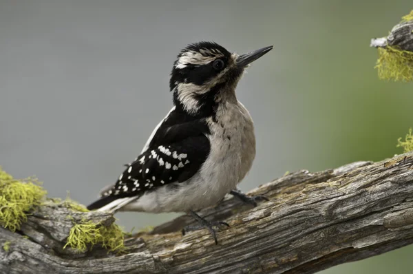 Valse Woodpecker (Female) — Stockfoto
