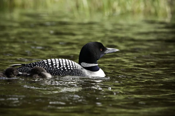 Loon Parent and Baby — Stock Photo, Image