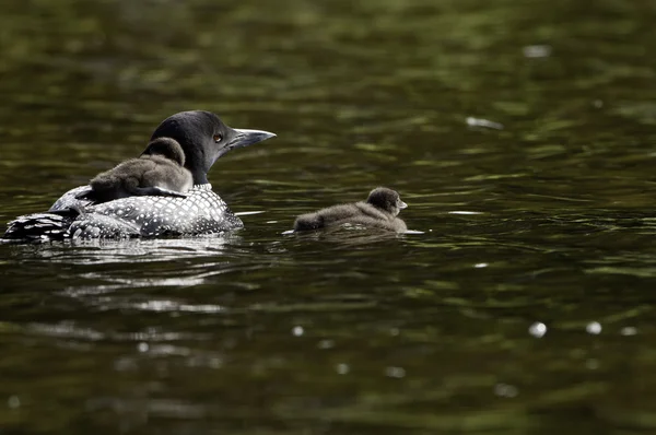 Erkek loon — Stok fotoğraf