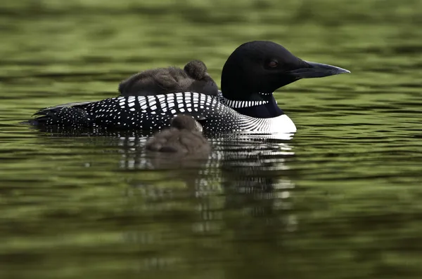 Loon and two Babies — Stock Photo, Image