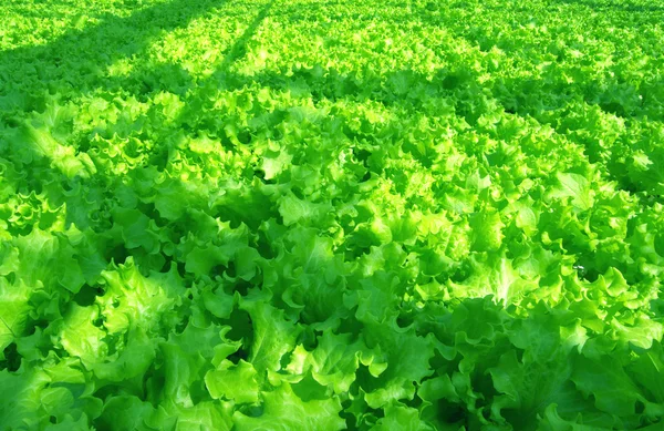 Salat — Stockfoto