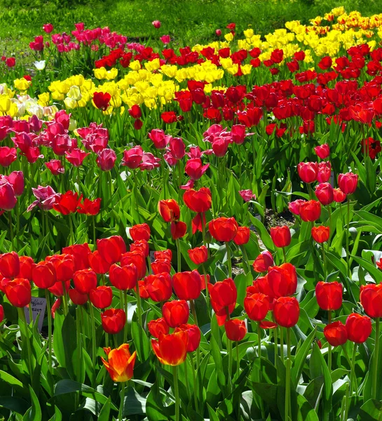 stock image Flowers