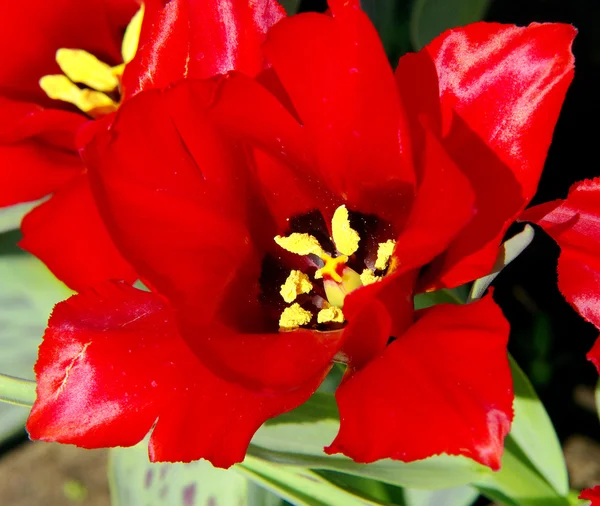 stock image Flowers