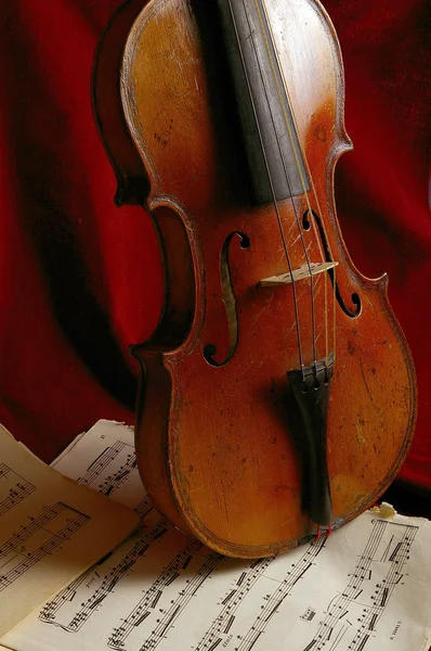 Violinen - Stock-foto