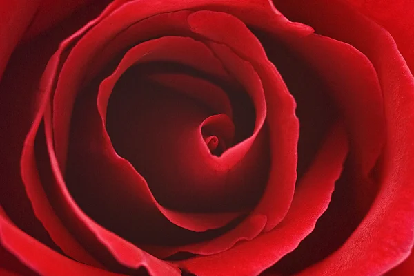 Rosa vermelha. — Fotografia de Stock