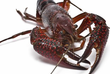 Crayfish with big claws. clipart