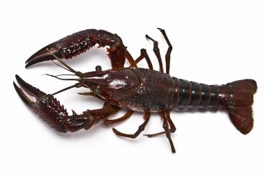 Crayfish. clipart
