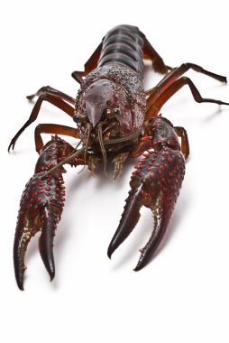 Crayfish for cooking. clipart