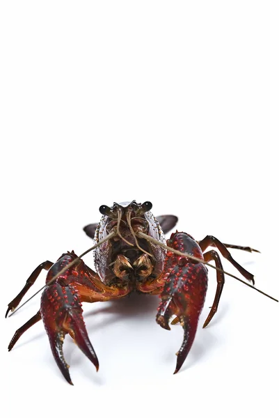 Crayfish and a copy space. — Stock Photo, Image