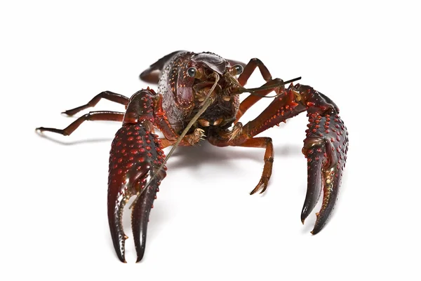 Crayfish over white. — Stock Photo, Image