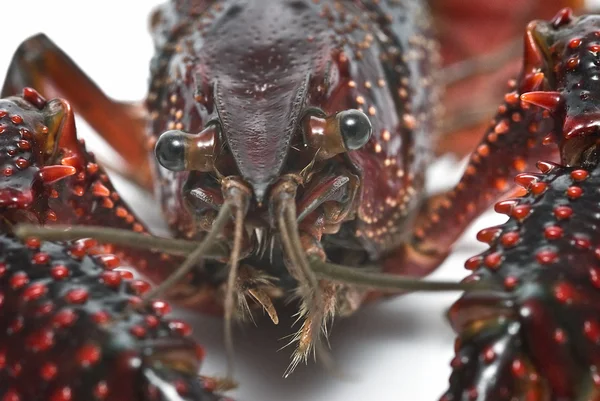 Crayfish head. — Stock Photo, Image