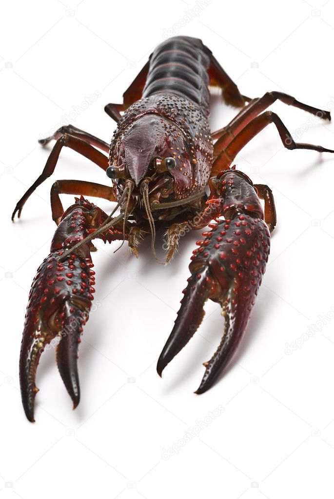 Crayfish for cooking.