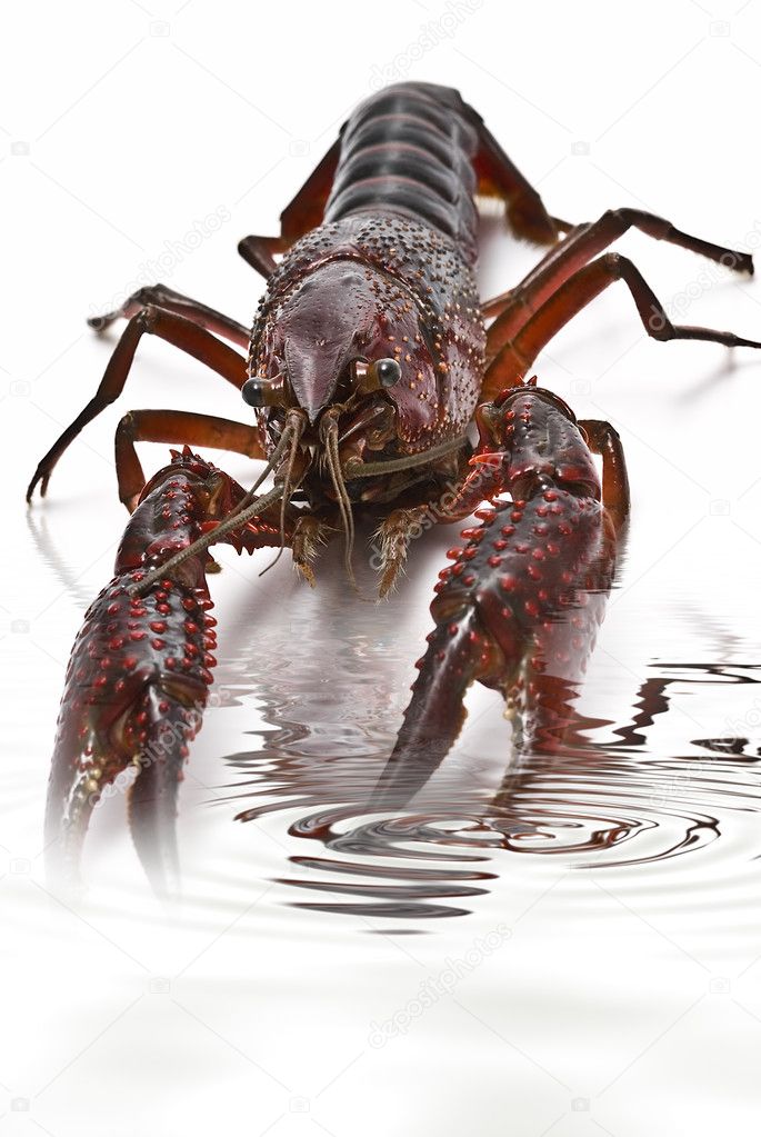 Crayfish into water.