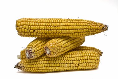 Maize ears isolated over white. clipart