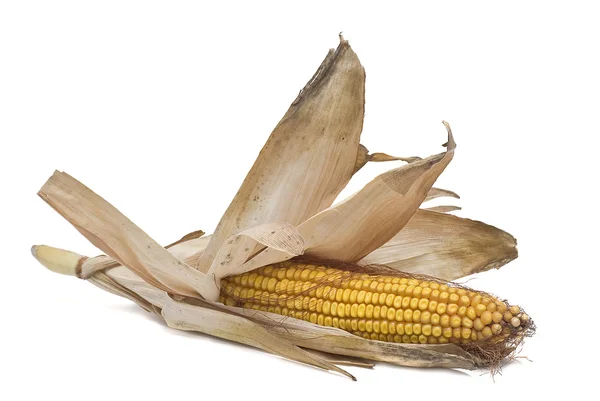 Hojas de maíz aisladas sobre blanco . —  Fotos de Stock