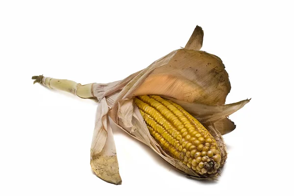 Uszy kukurydzy na białym tle nad białym. — Zdjęcie stockowe