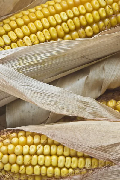 Крупный план из кукурузных ушей . — стоковое фото