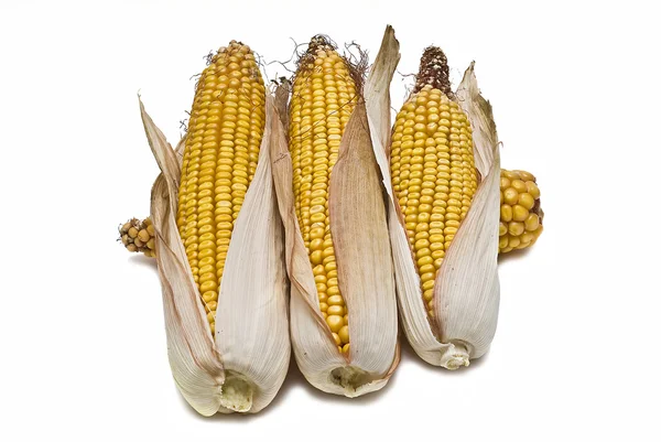 Uszy kukurydzy na białym tle nad białym. — Zdjęcie stockowe