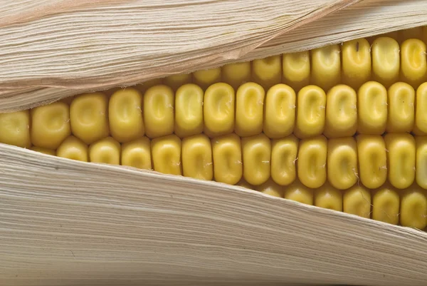 Gros plan sur les épis de maïs . — Photo