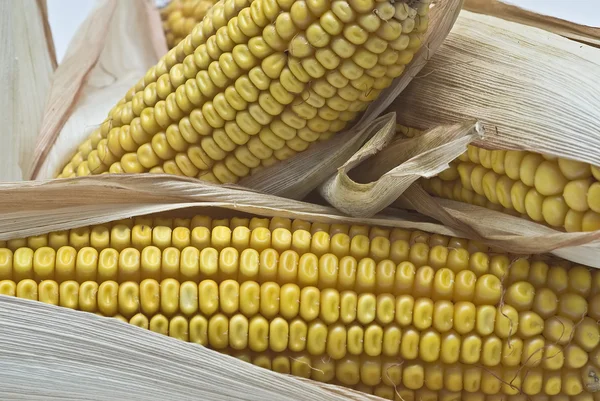 Closeup from maize ears. — Stock Photo, Image