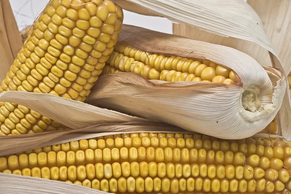 Zbliżenie z kukurydzy uszy. — Zdjęcie stockowe