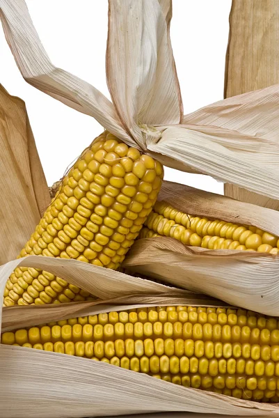 Primer plano de las espigas de maíz . — Foto de Stock