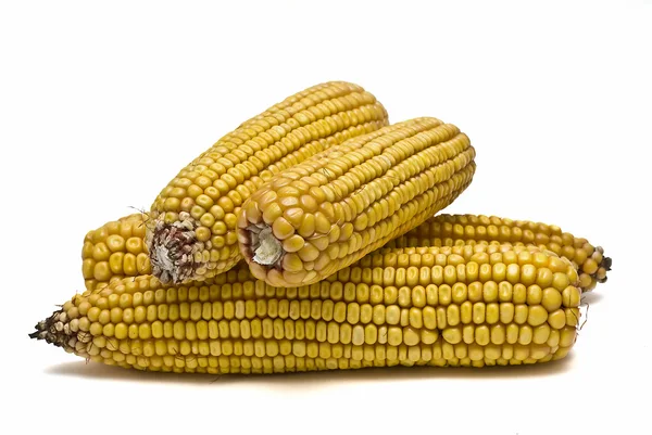 Maize ears isolated over white. — Stock Photo, Image