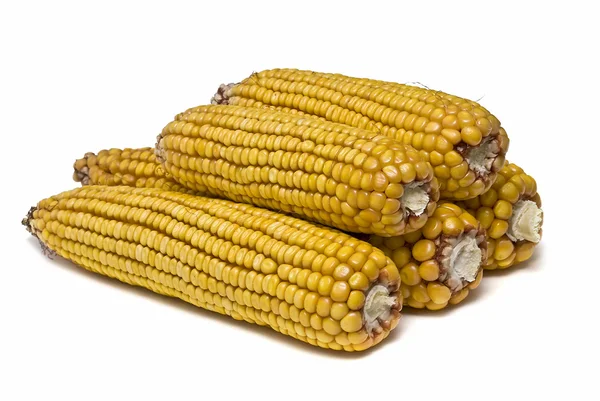 Kukorica fülek, elszigetelt, felett fehér. — Stock Fotó