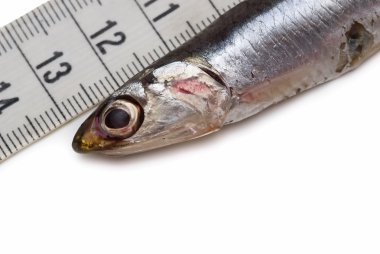 Measuring anchovies. clipart