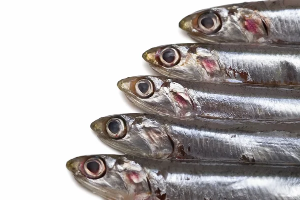 Anchovies over white. — Stock Photo, Image