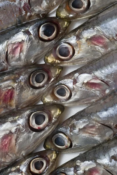 Textura de anchovas . — Fotografia de Stock