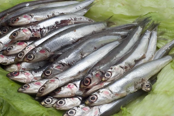 Anchovies on lettuce leaves. — Stock Photo, Image