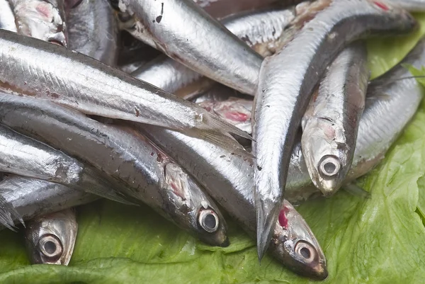 Fresh anchovies. — Stock Photo, Image