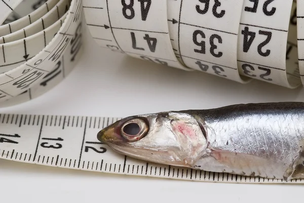 Measuring anchovies. — Stock Photo, Image
