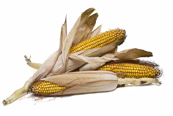 Hojas de maíz aisladas sobre blanco . — Foto de Stock