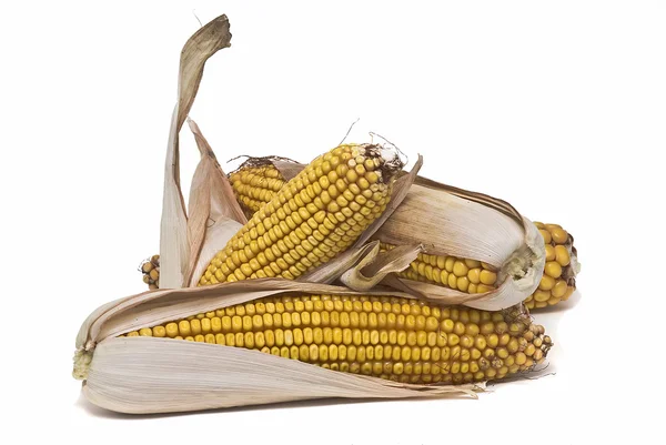 Hojas de maíz aisladas sobre blanco . — Foto de Stock