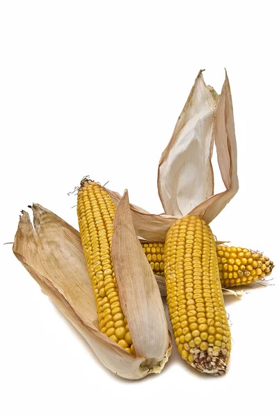 Hojas de maíz aisladas sobre blanco . —  Fotos de Stock